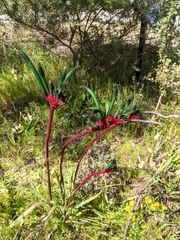 Anigozanthos manglesii