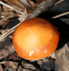 Leratiomyces ceres