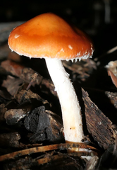 Leratiomyces ceres
