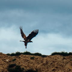 Haliaeetus albicilla