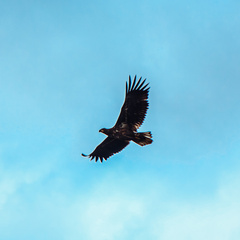 Haliaeetus albicilla
