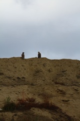 Haliaeetus albicilla