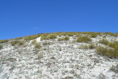 Artemisia hololeuca