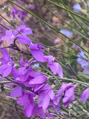Heliophila juncea