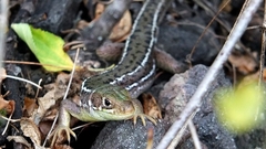 Lacerta bilineata