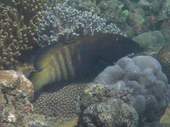Cephalopholis argus