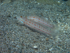 Valenciennea puellaris