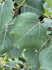 Populus tremuloides