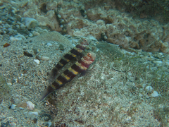 Amblyeleotris wheeleri