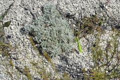 Artemisia hololeuca