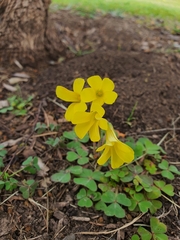 Oxalis compressa