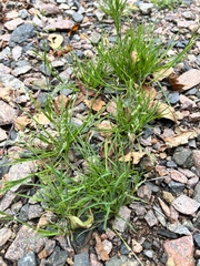 Poa supina