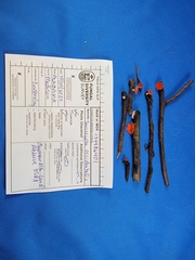 Sarcoscypha occidentalis