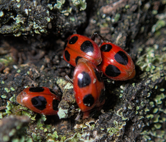 Endomychus coccineus