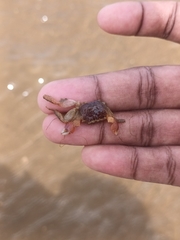 Metopograpsus
