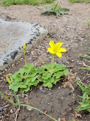Oxalis compressa