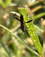 Mirperus jaculus