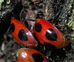 Endomychus coccineus
