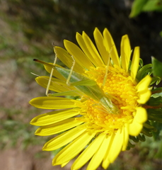 Oecanthus quadripunctatus