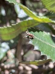 Agnesiotis pilosula