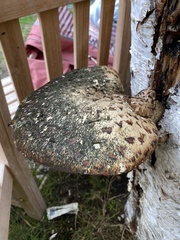 Cerioporus squamosus