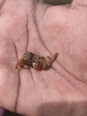 Metopograpsus