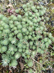 Petrosedum forsterianum