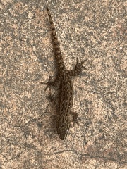 Hemidactylus frenatus