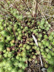 Petrosedum forsterianum