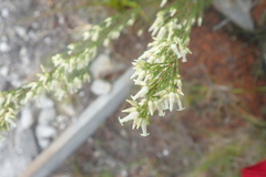 Erica lutea