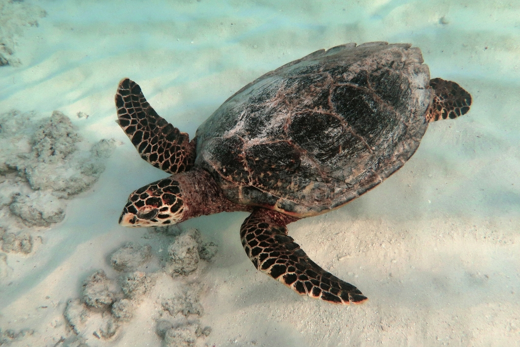 Hawksbill turtle