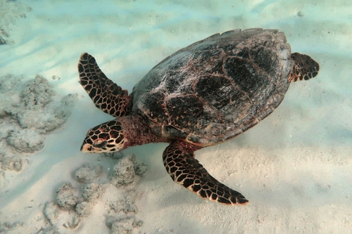 Hawksbill Sea Turtle photographed in Maldives