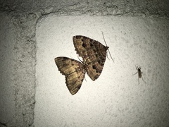 Triphosa dubitata