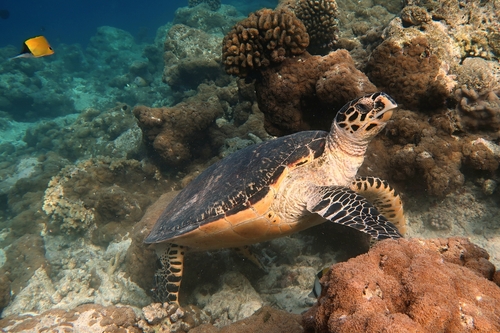 Hawksbill Sea Turtle (Eretmochelys imbricata)