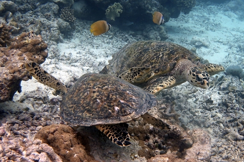 Hawksbill Sea Turtle (Eretmochelys imbricata)