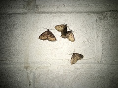 Triphosa dubitata