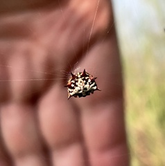 Isoxya cicatricosa