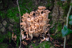 Agaricomycetes