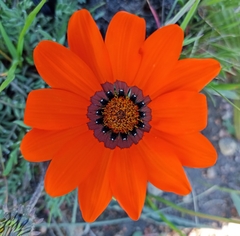 Gazania