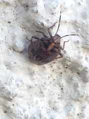 Antiteuchus tripterus