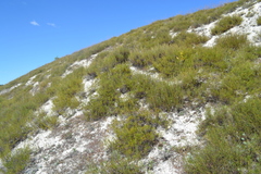 Artemisia salsoloides