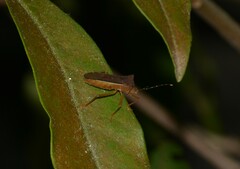 Anasa varicornis