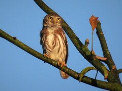 Glaucidium brasilianum