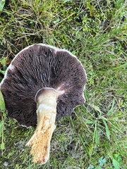 Agaricus