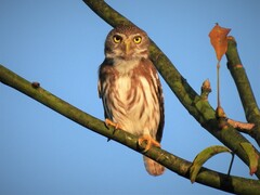 Glaucidium brasilianum