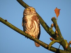 Glaucidium brasilianum