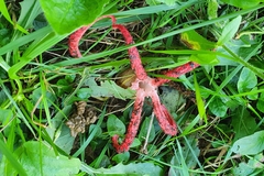 Clathrus archeri