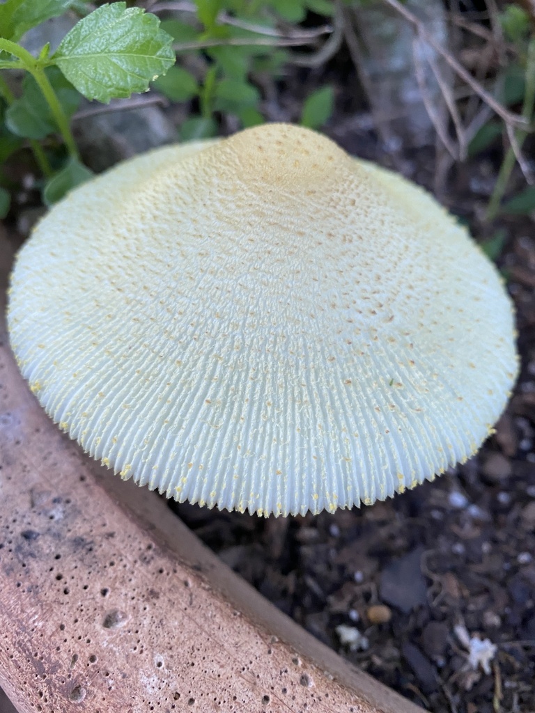 leucocoprinus-from-weston-lakes-country-club-weston-lakes-tx-us-on