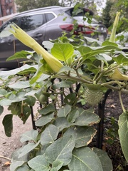 Datura innoxia