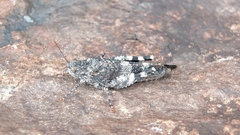 Oedipoda germanica